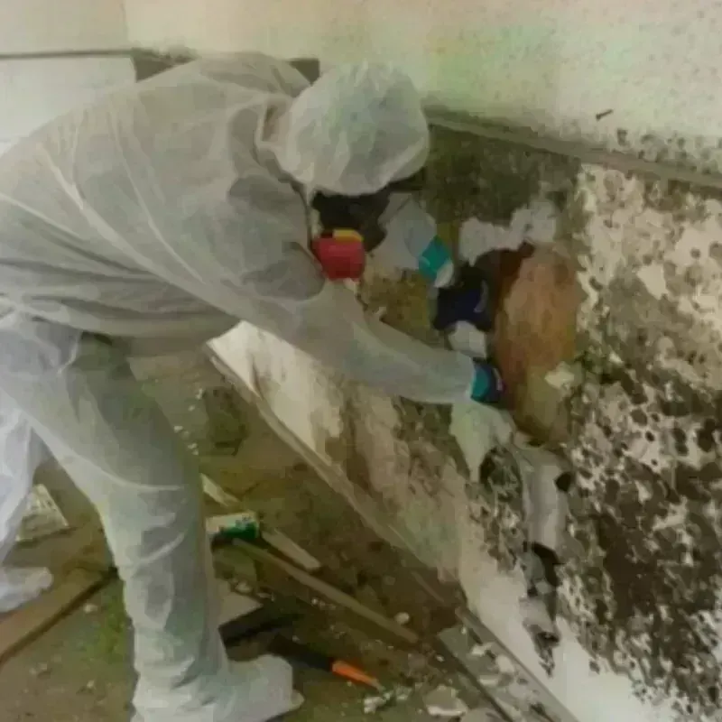 Mold Remediation and Removal in Logan, IA